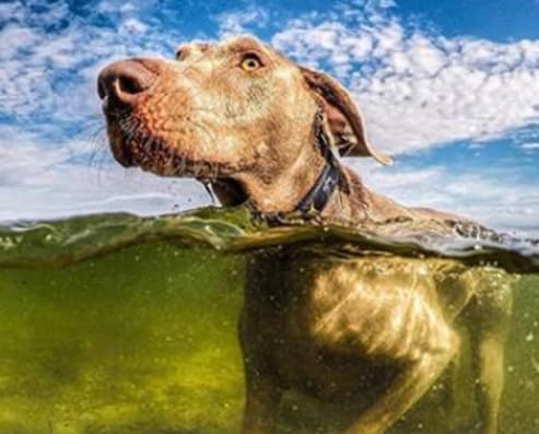 dog-friendly-img | Guy Harvey Outpost Resort St. Augustine Beach Hotel Dog Friendly