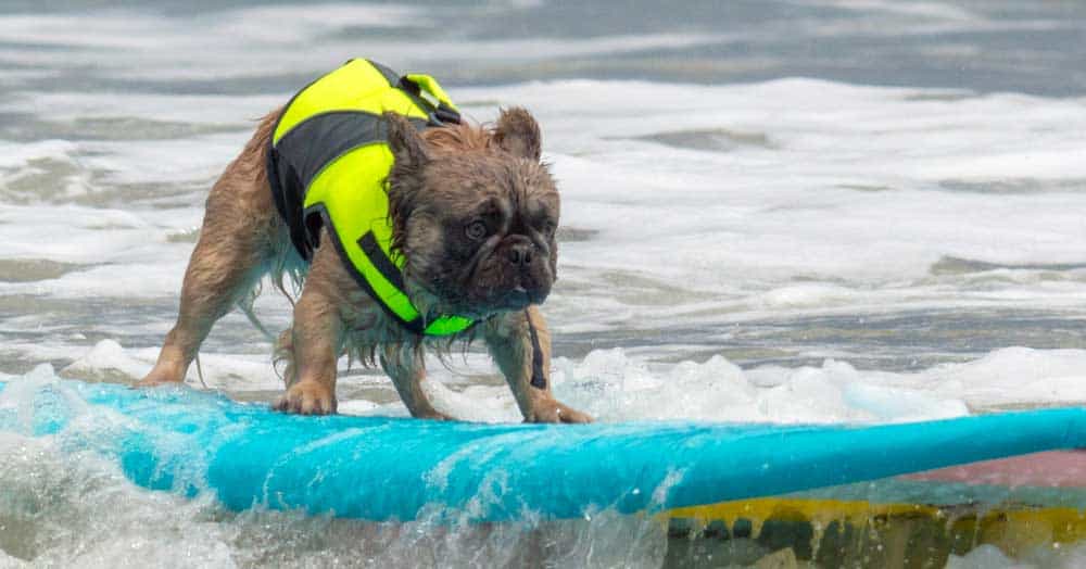 pups-and-sups-dog-surfing-contest | Guy Harvey Outpost Resort St. Augustine Beach Hotel Pups and Sups Dog Surfing Contest